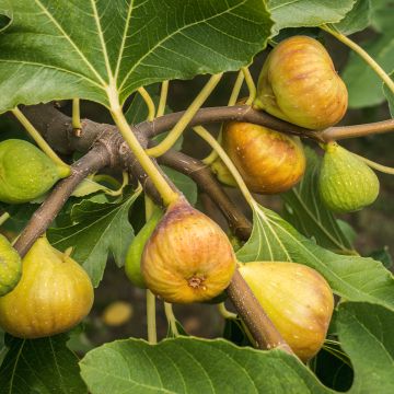 Fico Madeleine des Deux saisons