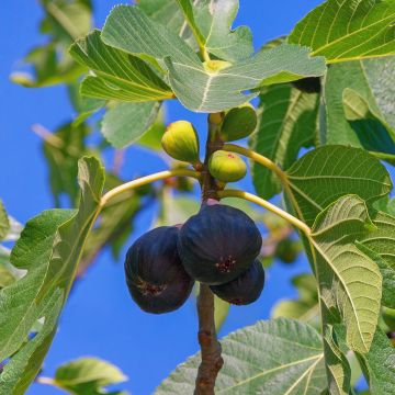 Fico Noire de Bellone