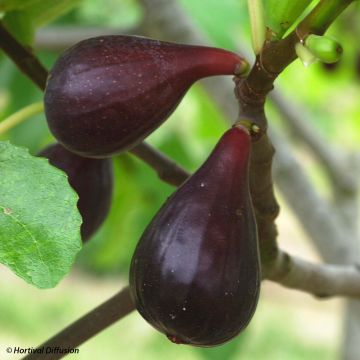 Fico Noire de Caromb Bio