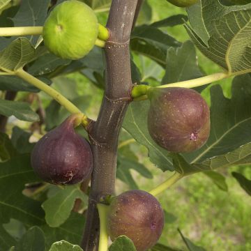 Fico Rouge de Bordeaux Bio