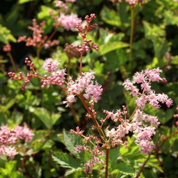 Filipendula Kahome - Olmaria