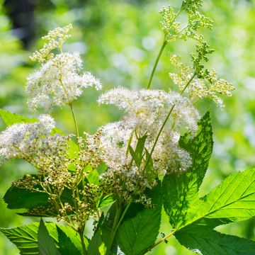 Filipendula ulmaria - Olmaria comune