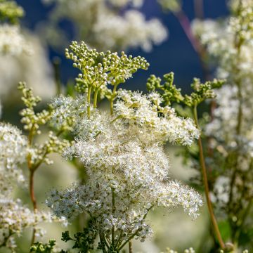 Filipendula vulgaris - Olmaria peperina