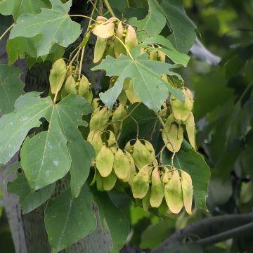 Firmiana simplex - Parasole cinese