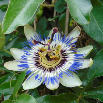 Passiflora caerulea (semi)