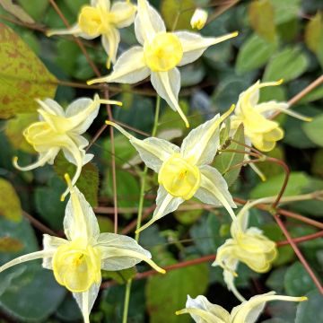 Epimedium Flower Of Sulphur