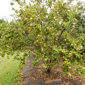 Citrus japonica - Mandarino chinese