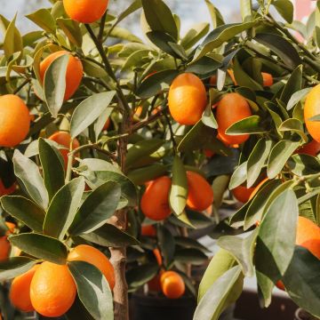 Fortunella margarita - Kumquat ovale