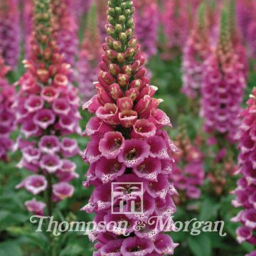 Digitalis purpurea Candy Mountain - Digitale rossa