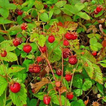 Fragola di bosco