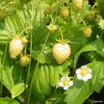 Fragola Yellow Wonder