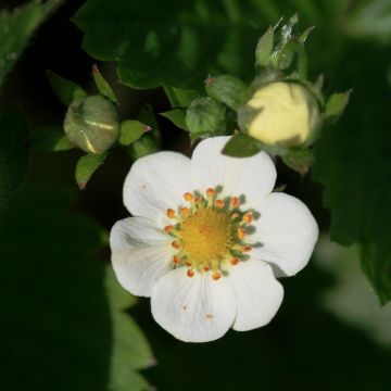 Fragaria nubicola Mont Omei