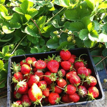 Fragola rifiorente Cirafine (in vasetto da Ø 7 cm)