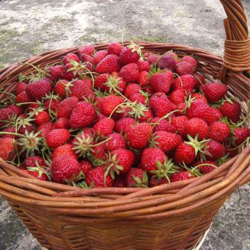 Fragola rifiorente Ostara