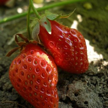 Fragola Rubis des Jardins