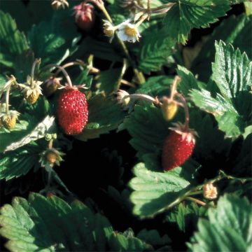 Fragola delle quattro stagioni