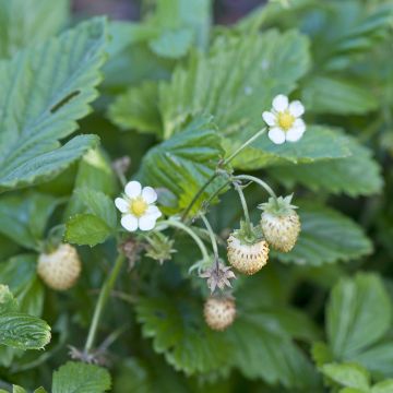 Fragola Yellow Wonder