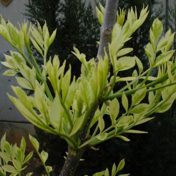 Fraxinus angustifolia Variegata