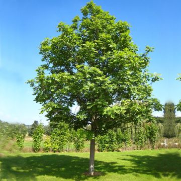 Fraxinus excelsior - Frassino maggiore