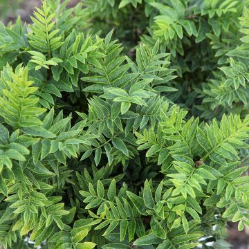 Fraxinus excelsior Abiona - Frassino maggiore