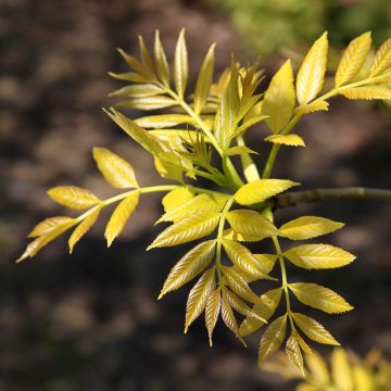 Fraxinus excelsior Foliis Aureis - Frassino maggiore