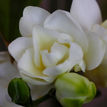 Freesia White Double