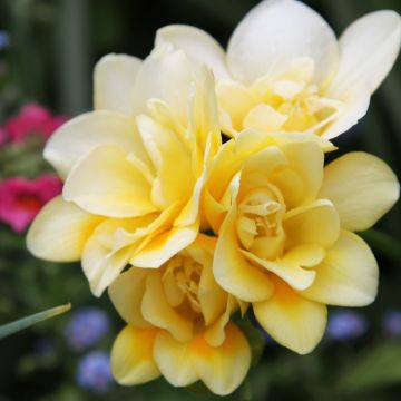 Freesia Double Yellow