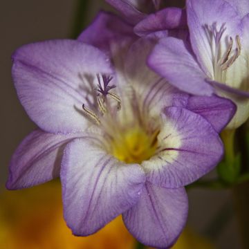 Freesia Simple Blue