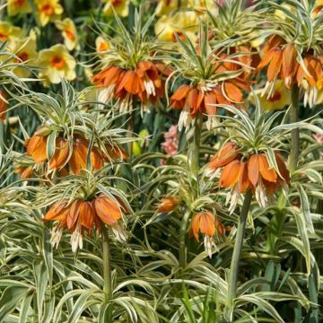 Fritillaria imperialis Argentea Variegata - Corona imperiale