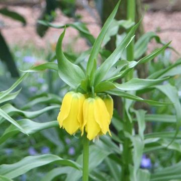 Fritillaria imperialis Lutea - Corona imperiale