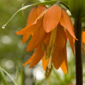 Fritillaria imperialis Prolifera - Corona imperiale