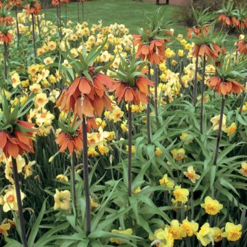 Fritillaria imperialis Orange Beauty - Corona imperiale