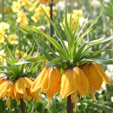 Fritillaria imperialis Striped Beauty - Corona imperiale