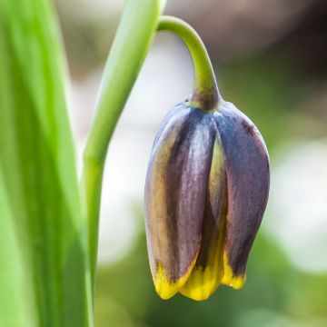 Fritillaria uva-vulpis