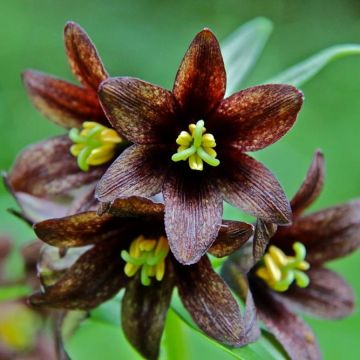 Fritillaria camschatcensis