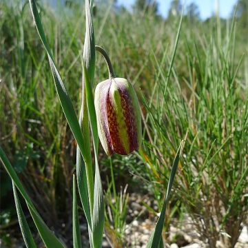 Fritillaria crassifolia ssp crassifolia