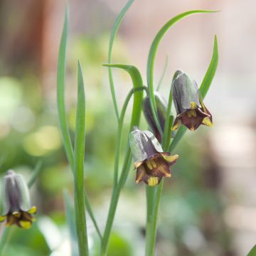 Fritillaria elwesii