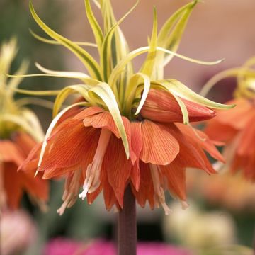 Fritillaria imperialis Aureomarginata - Corona imperiale