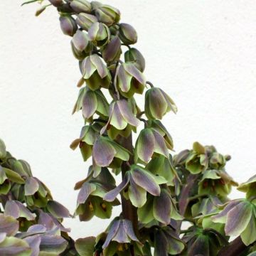 Fritillaria persica Green Dreams - Meleagride persiana