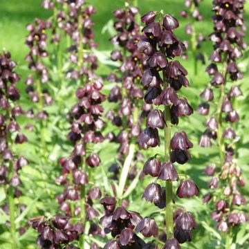 Fritillaria persica Purple Dynamite - Meleagride persiana