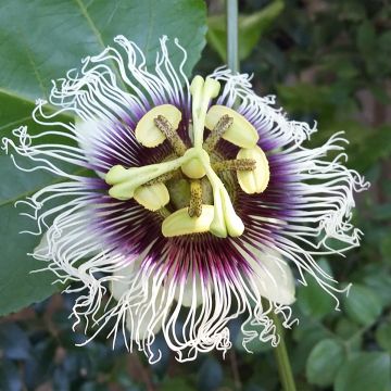 Passiflora edulis f. flavicarpa - Maracujá