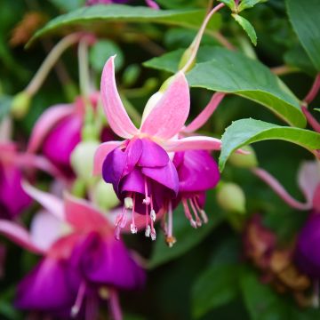 Fuchsia Bella Faya - Fucsia