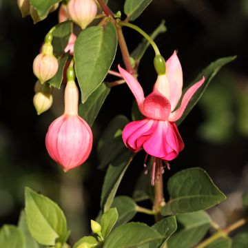 Fuchsia Fuchsia Bella Rosella - Fucsia