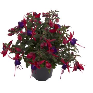 Fuchsia Bella Sacha - Fucsia