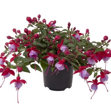 Fuchsia Bella Lydia - Fucsia