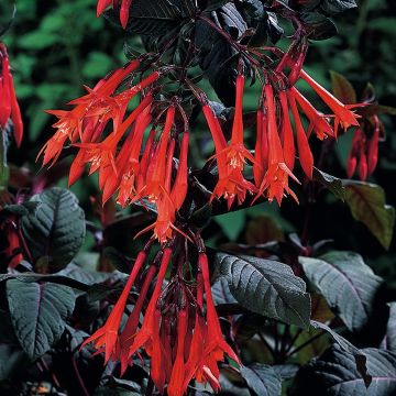 Fuchsia triphylla Bush Gartenmeister Bonstedt - Fucsia