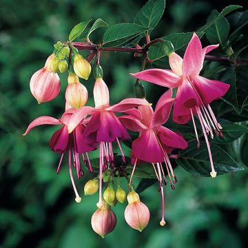 Fuchsia Paula Jane - Fucsia