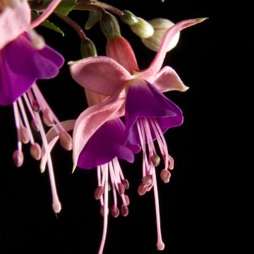 Fuchsia Rosalien - Fucsia