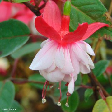 Fuchsia Chantilly - Fucsia