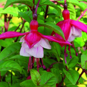 Fuchsia Connie - Fucsia